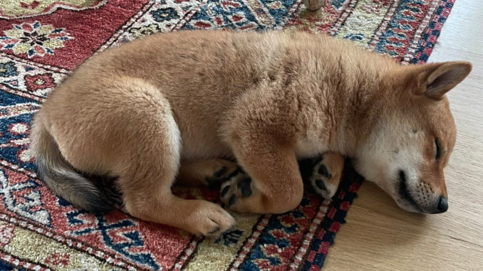 Elon Musk's New Puppy Tweet Sends Shiba Floki Token Soaring, FLOKI Jumps More Than 900% in 24 Hours