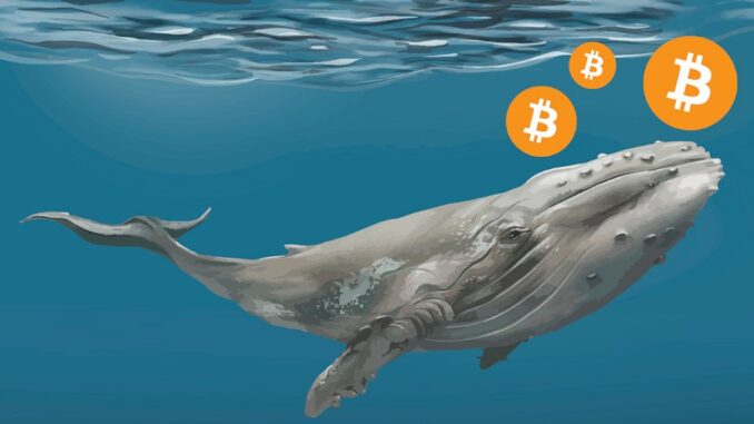 Picture of a whale with bitcoin logo