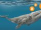 Picture of a whale with bitcoin logo