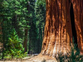 Sequoia Capital Looking to Raise Up to $600M for New Crypto Fund