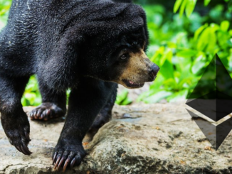 Bear next to Ethereum