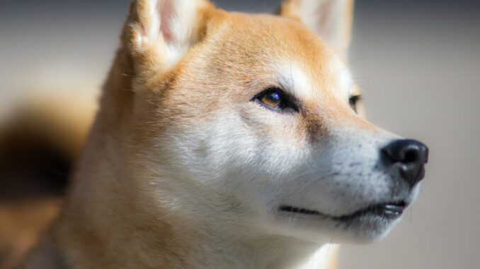 Shiba Inu's Metaverse Will Feature More than 100K Land Plots