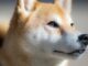 Shiba Inu's Metaverse Will Feature More than 100K Land Plots