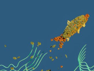 Bitcoin 'Minnows' Are Punching Above Their Weight Class; BTC Holds Around $41,500, APE Surges on Rumors