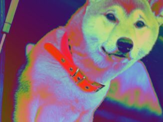 Shiba Inu Owners Flock to Burn Portal With 11B Tokens Removed