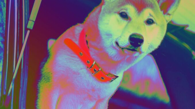 Shiba Inu Owners Flock to Burn Portal With 11B Tokens Removed