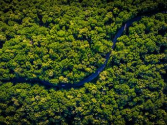 These ‘Utility NFTs’ Look to Gamify Rainforest Protection