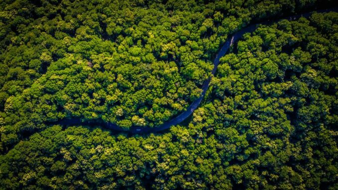 These ‘Utility NFTs’ Look to Gamify Rainforest Protection