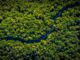 These ‘Utility NFTs’ Look to Gamify Rainforest Protection