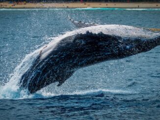 Whale Ratio Continues To Stay At High Value