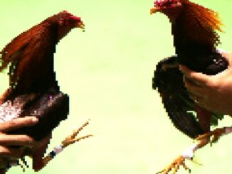 ‘Tamagotchi on Crack’: Irreverent Labs Raises $40M for NFT Cockfighting Game