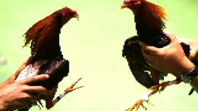‘Tamagotchi on Crack’: Irreverent Labs Raises $40M for NFT Cockfighting Game