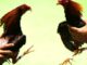 ‘Tamagotchi on Crack’: Irreverent Labs Raises $40M for NFT Cockfighting Game