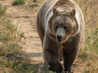 Bitcoin Bear