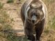 Bitcoin Bear