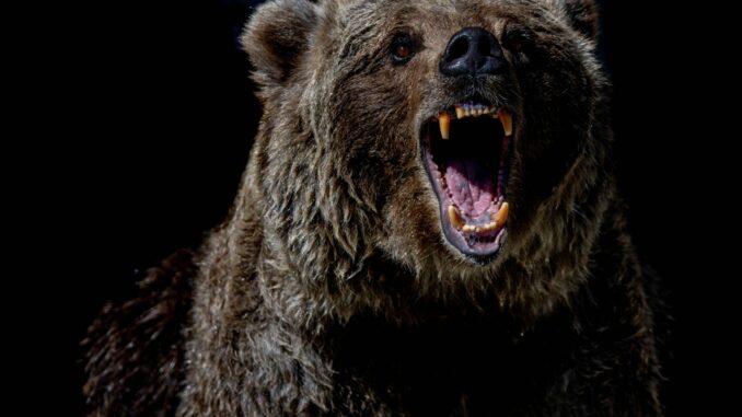 Crypto Bear