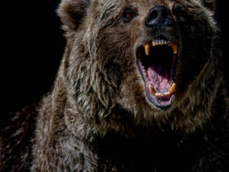 Bitcoin Dips Below $21K; Why the Current Bear Market Differs From 2018