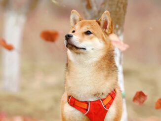 Dogecoin Jumps as Dogechain Gains Traction Among Retail Crypto Traders