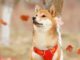 Dogecoin Jumps as Dogechain Gains Traction Among Retail Crypto Traders