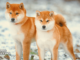 Dogecoin, Shiba Inu Prepare to Break Out