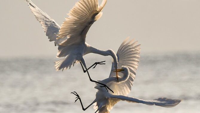 merge, two birds fighting in the air