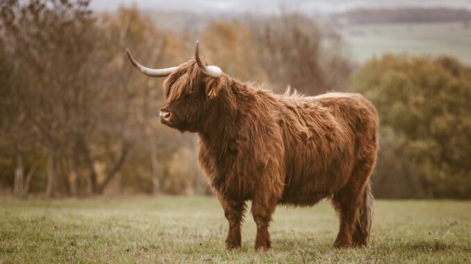 Bitcoin Bull
