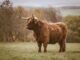 Bitcoin Bull