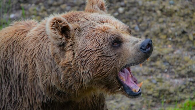 Bitcoin Bear