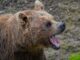 Bitcoin Bear