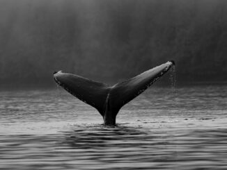 Ethereum Whales