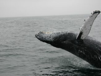 Bitcoin Whales Who Accumulated At $18k Have Continued To Hold Strong