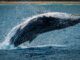 Bitcoin Reserve On Binance Sharply Rises, Whales Preparing For More Dumping?