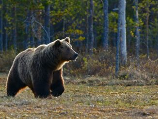 Bitcoin To Plunge Further? Long-Term Holders Ramp Up Selling
