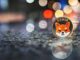 Shiba Inu price explodes ahead of key updates