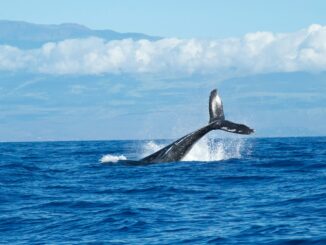 Whales Add $1B More To Their Holdings