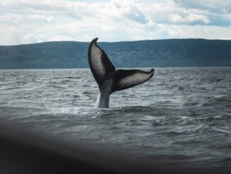 Bitcoin Whale