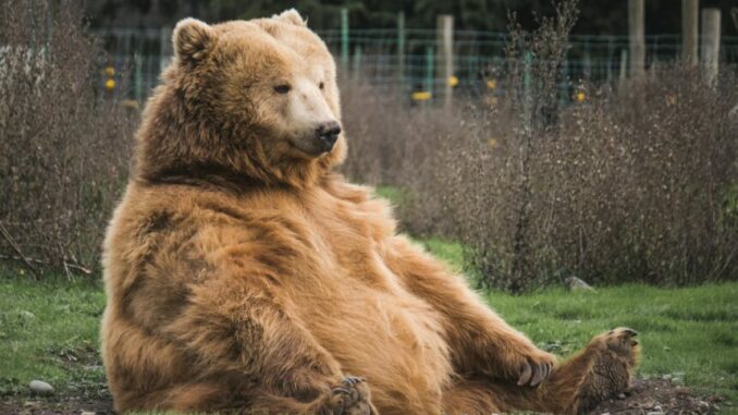 Bitcoin Bear