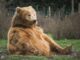 Bitcoin Bear