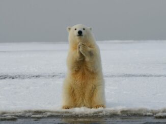 Bitcoin Bear