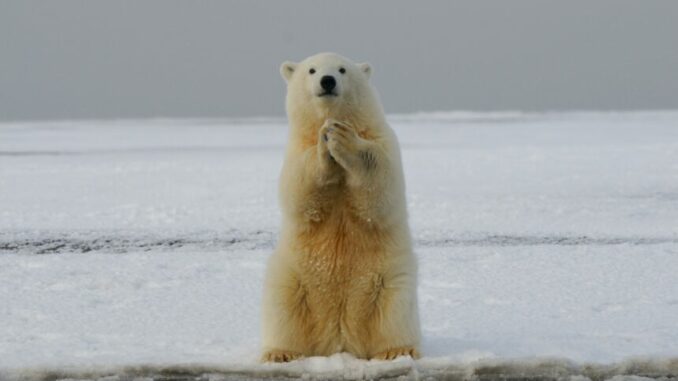 Bitcoin Bear