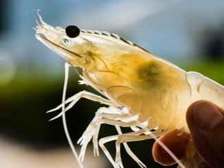 Bitcoin shrimps add record BTC to their holdings in November