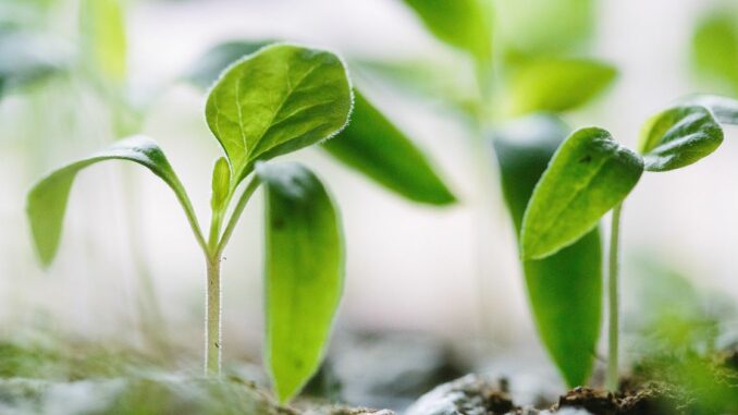 ReFi Will Take Crypto and Climate Change Mainstream - Crypto 2023