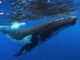 Ripple whales and sharks XRP holdings jump to all-time high