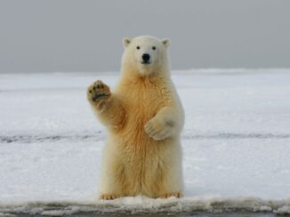 Bitcoin Bear