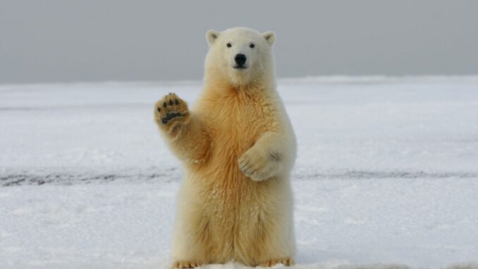 Bitcoin Bear