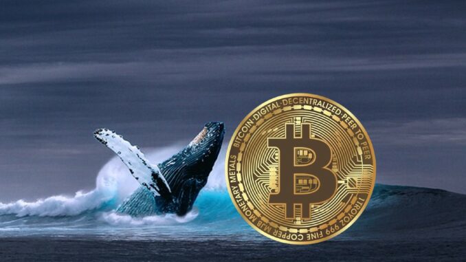 Bitcoin whales