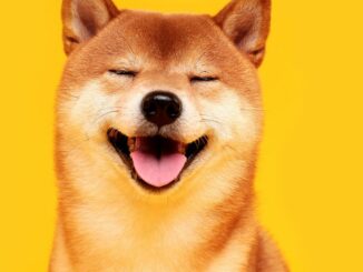 Bonk Inu Developers Burn All Their Team Tokens as Solana Ecosystem Frenzy Continues