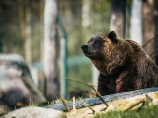 Bitcoin Bear