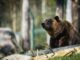 Bitcoin Bear