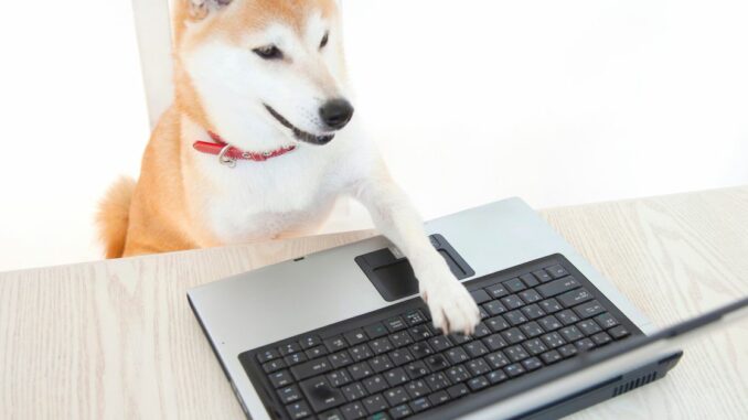 Shiba Inu-Themed BONK Tokens Are Yielding Nearly 1,000% for Solana Liquidity Providers